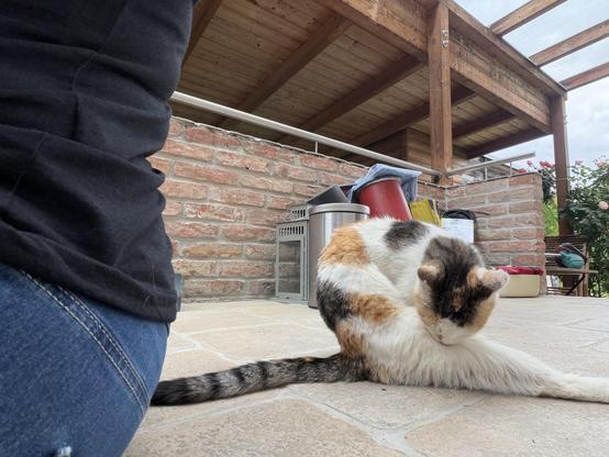 Foto der glücksfarbenen Streunerkatze namens Lucky, die sich hinter mir auf dem Hausstein putzt.