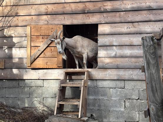 Mama goat standing in doorway