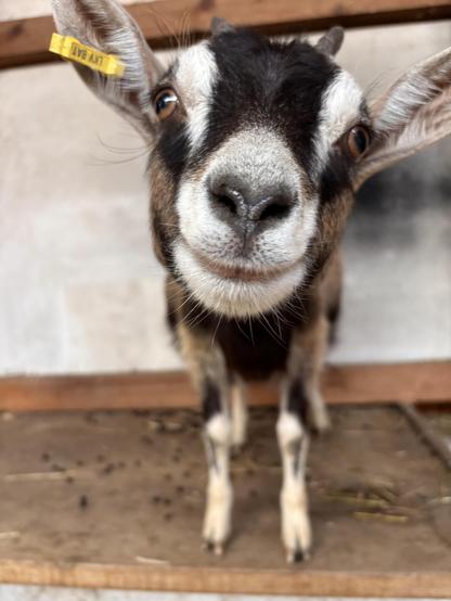 Kid goat