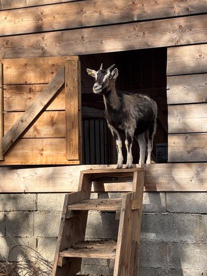 Kid goat standing in doorway