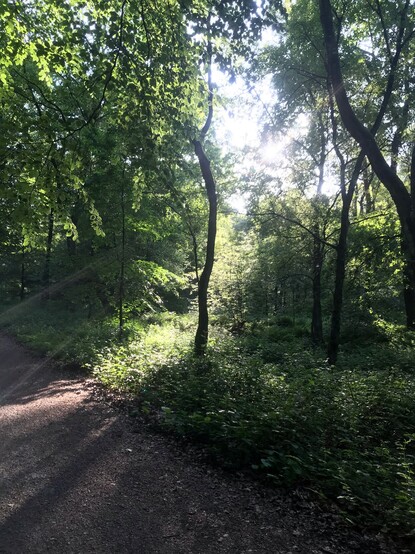 Spaziergang durch den Wald. Die Sonne scheint durch die Bäume.
