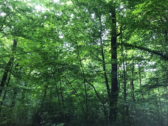 Chillen im Wald. Blick in die Baumkronen, bzw. das Blätterdach